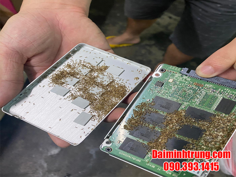 nguyen nhan laptop bi kien vao